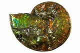 Ammonite Fossil with Mosasaur Bite Marks - Precious Ammolite! #334655-2
